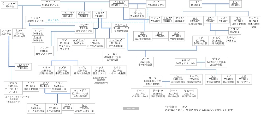 日本のアムールトラ　家系図　相関図